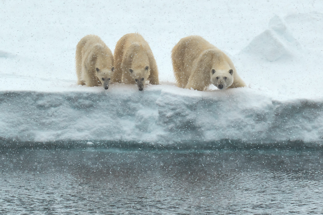 A polar bear mother and her cubs in single file on the pack ice.